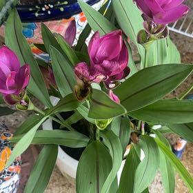 Photo of the plant species Garden Tulip by @SassyEllisia53 named Oscar on Greg, the plant care app