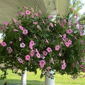 Photo of the plant species Petunia by @BeautifulSkillz named Queen on Greg, the plant care app