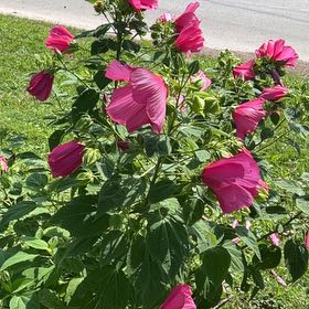 Photo of the plant species Eastern Rosemallow by @BeautifulSkillz named Kardashian on Greg, the plant care app