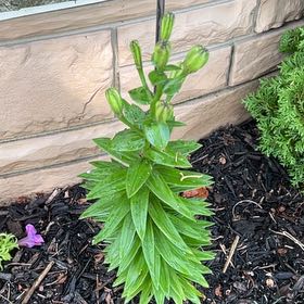 Photo of the plant species Tiger Lily by @BeautifulSkillz named Tiger Lily on Greg, the plant care app