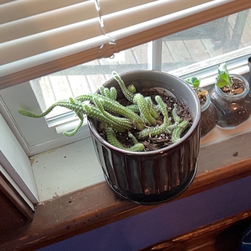 Photo of the plant species Peanut Cactus by @BeautifulSkillz named Ringo on Greg, the plant care app