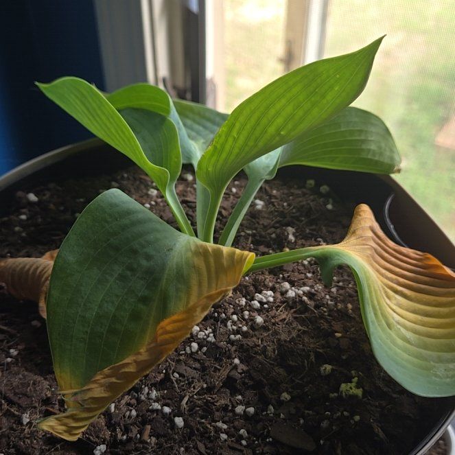 Photo of the plant species Hosta 'Halcyon' by @SavantBibi86 named Oscar on Greg, the plant care app