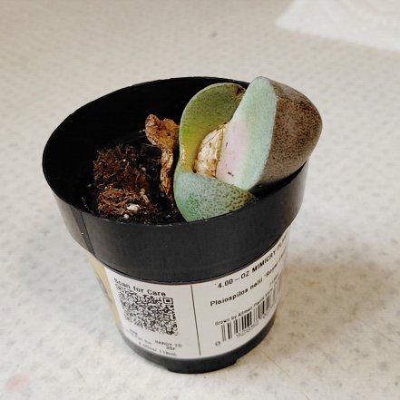 Photo of the plant species Royal Flush Split Rock by @DivineJicaro11 named Diddy on Greg, the plant care app