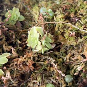 Photo of the plant species Pinguicula ehlersiae by @KatsNplants named Ron Burgundy on Greg, the plant care app