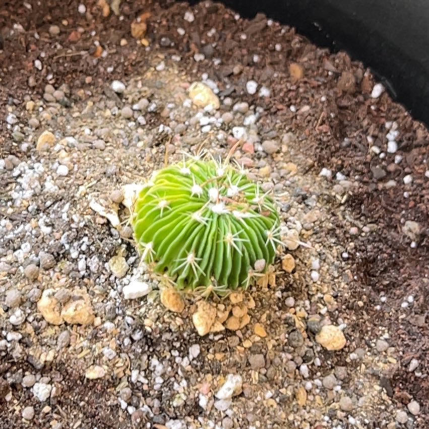 Photo of the plant species Brain Cactus by @TopApple92 named Prink 2 on Greg, the plant care app