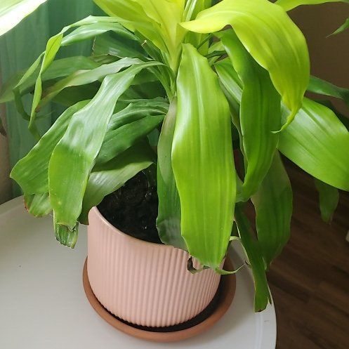 Photo of the plant species Dracaena Limelight by @SleekRaintree71 named Navajo on Greg, the plant care app