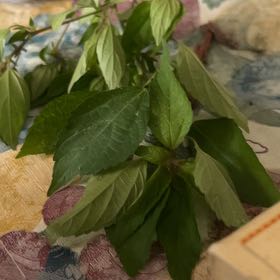 Photo of the plant species Virginia Copperleaf by @RadLuckyred75 named Miley on Greg, the plant care app
