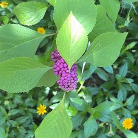 Photo of the plant species Beautyberry by @BoldRedtree9 named Lebron on Greg, the plant care app