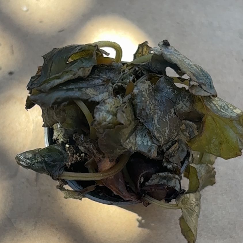 Photo of the plant species Sea Lettuce by @DirectPeyote86 named Mollie on Greg, the plant care app