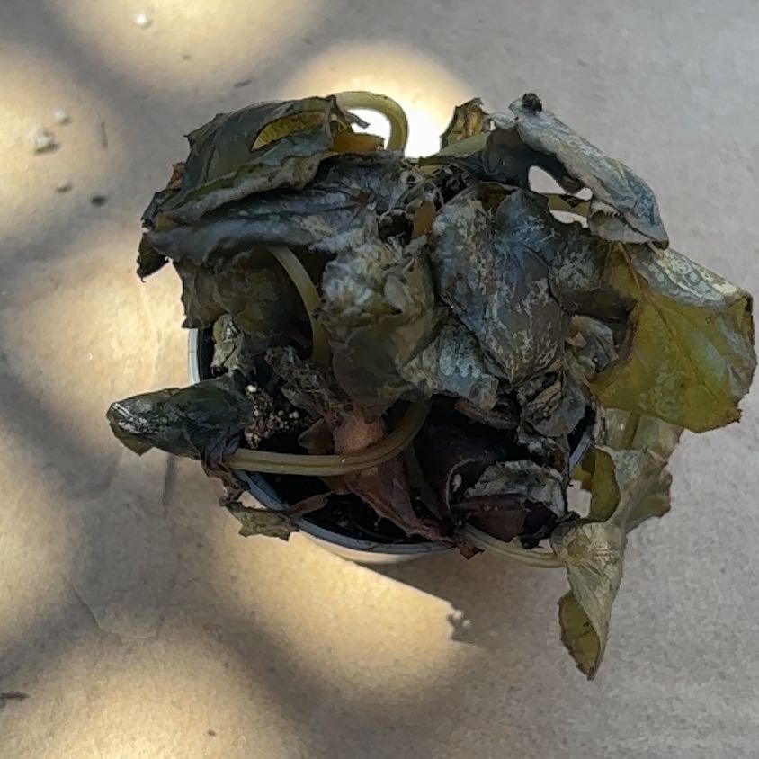 Photo of the plant species Sea Lettuce by @DirectPeyote86 named Bella on Greg, the plant care app