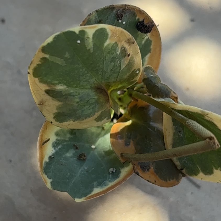 Photo of the plant species Beach Morning-Glory by @DirectPeyote86 named Zeus on Greg, the plant care app