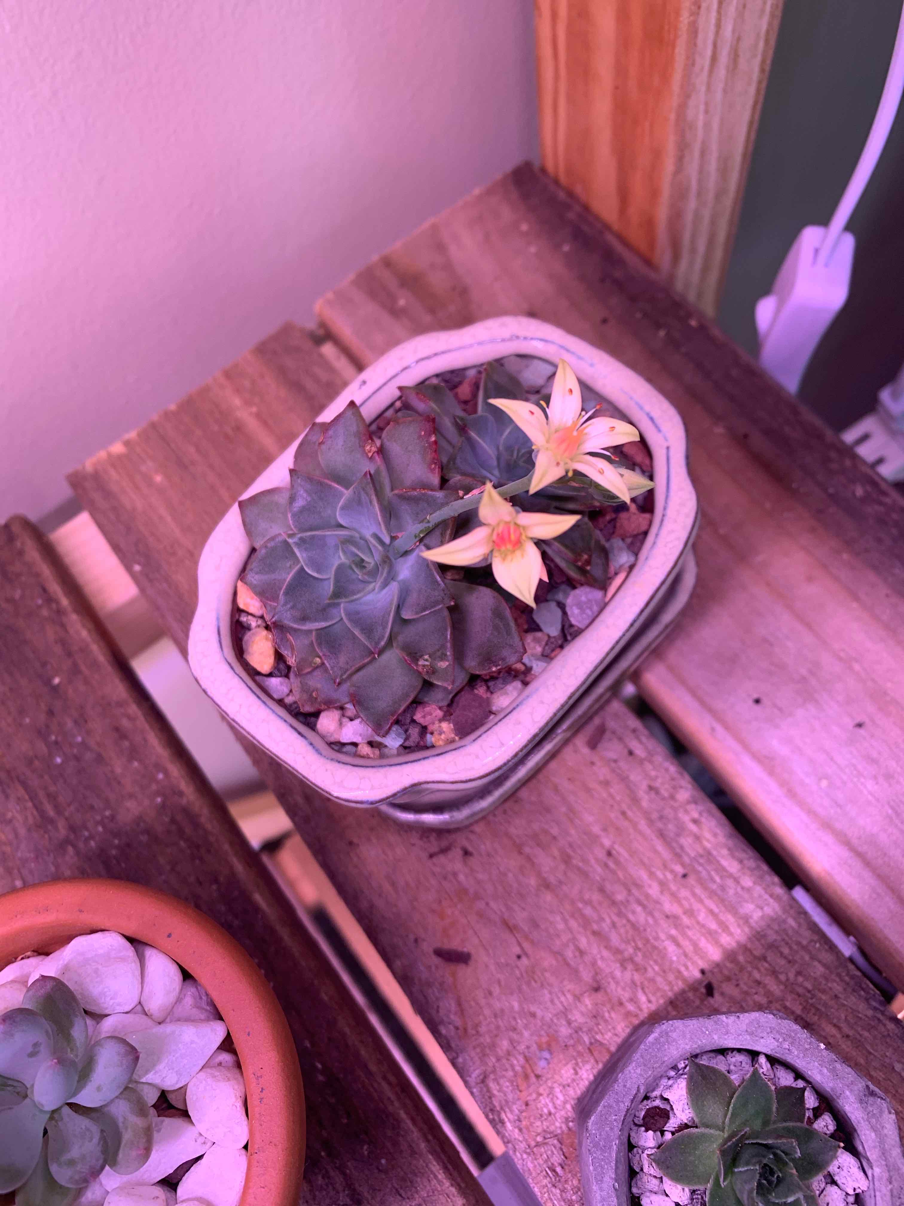 Taciveria 'Tasha' succulent in a small pot with visible flowers and soil.