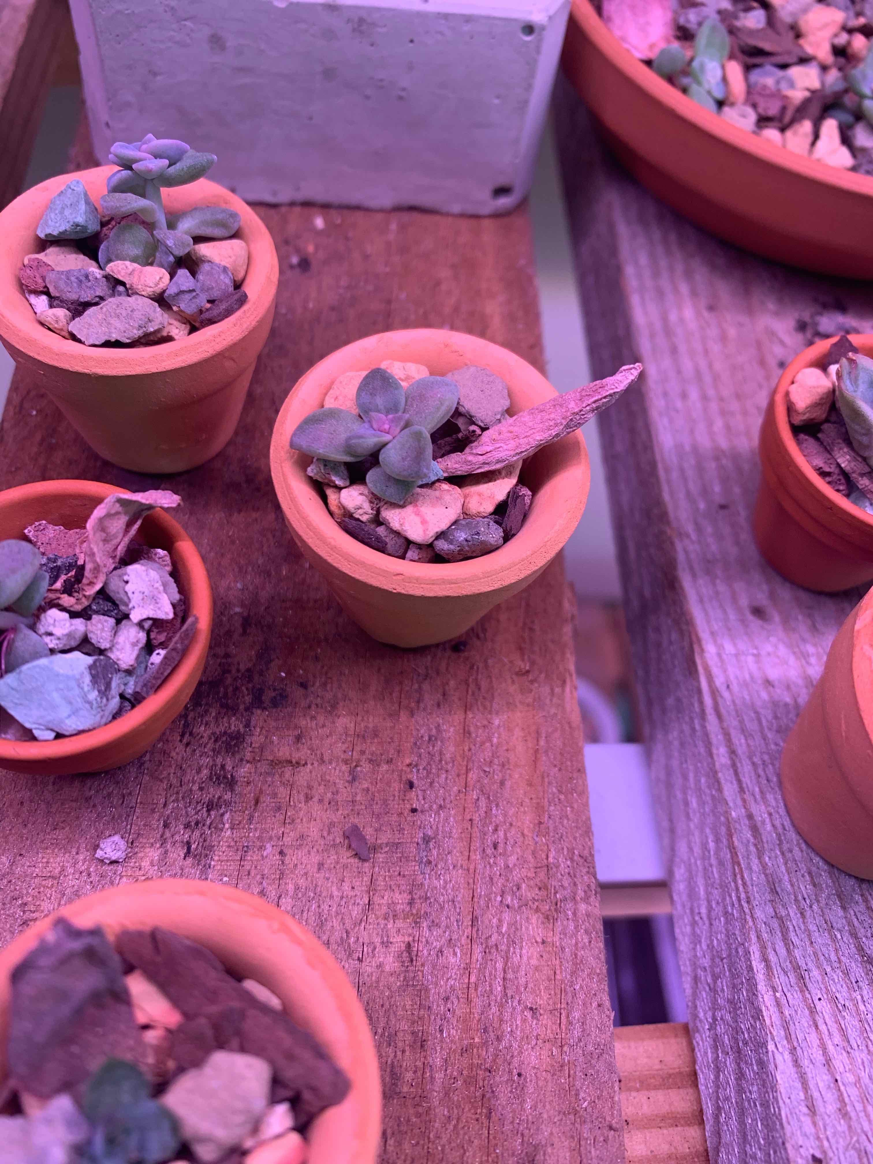Several small potted Graptosedum 'Alpenglow' succulents with rocky soil, some leaves show browning.