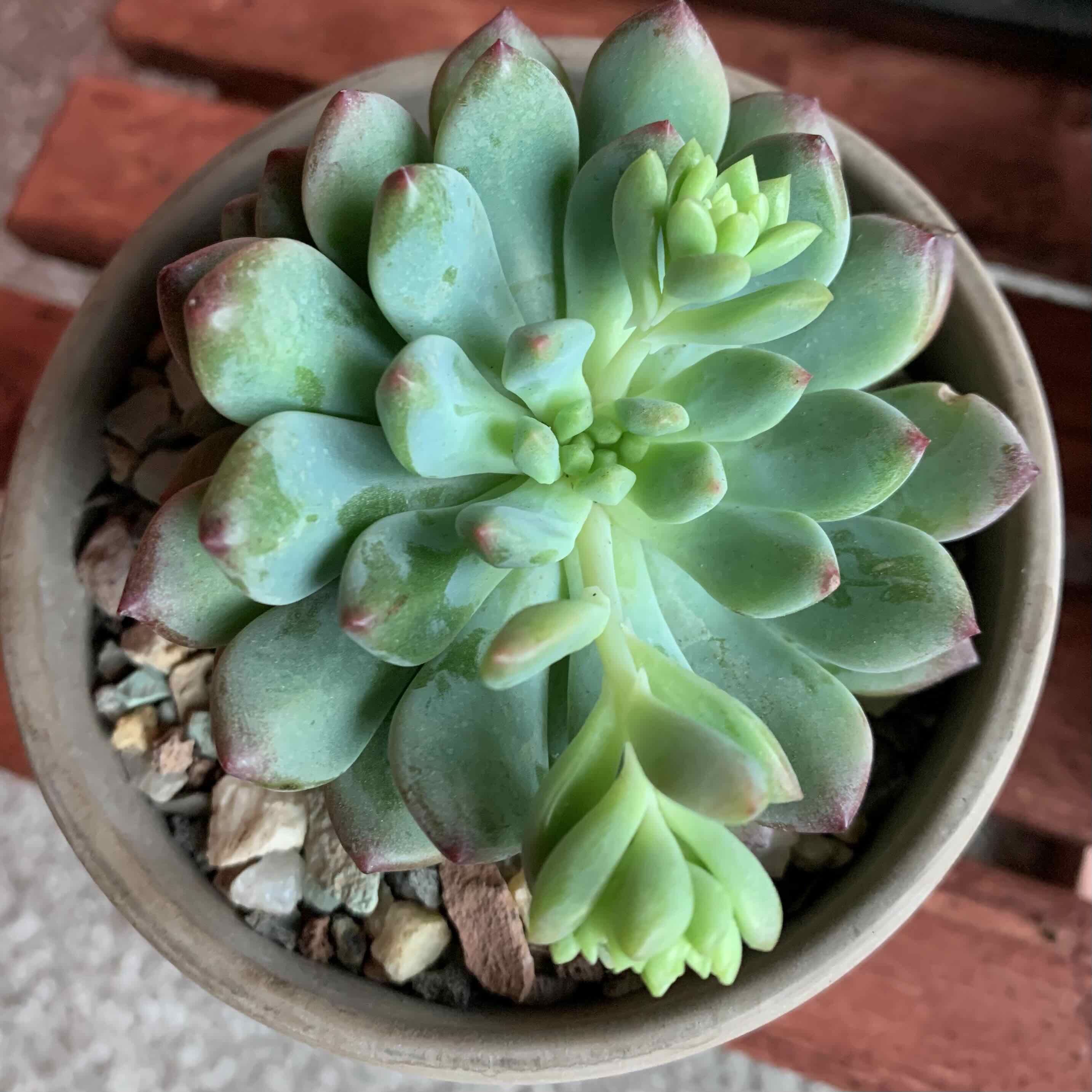Sedeveria 'Blue Elf' succulent plant in a pot, healthy with plump leaves.