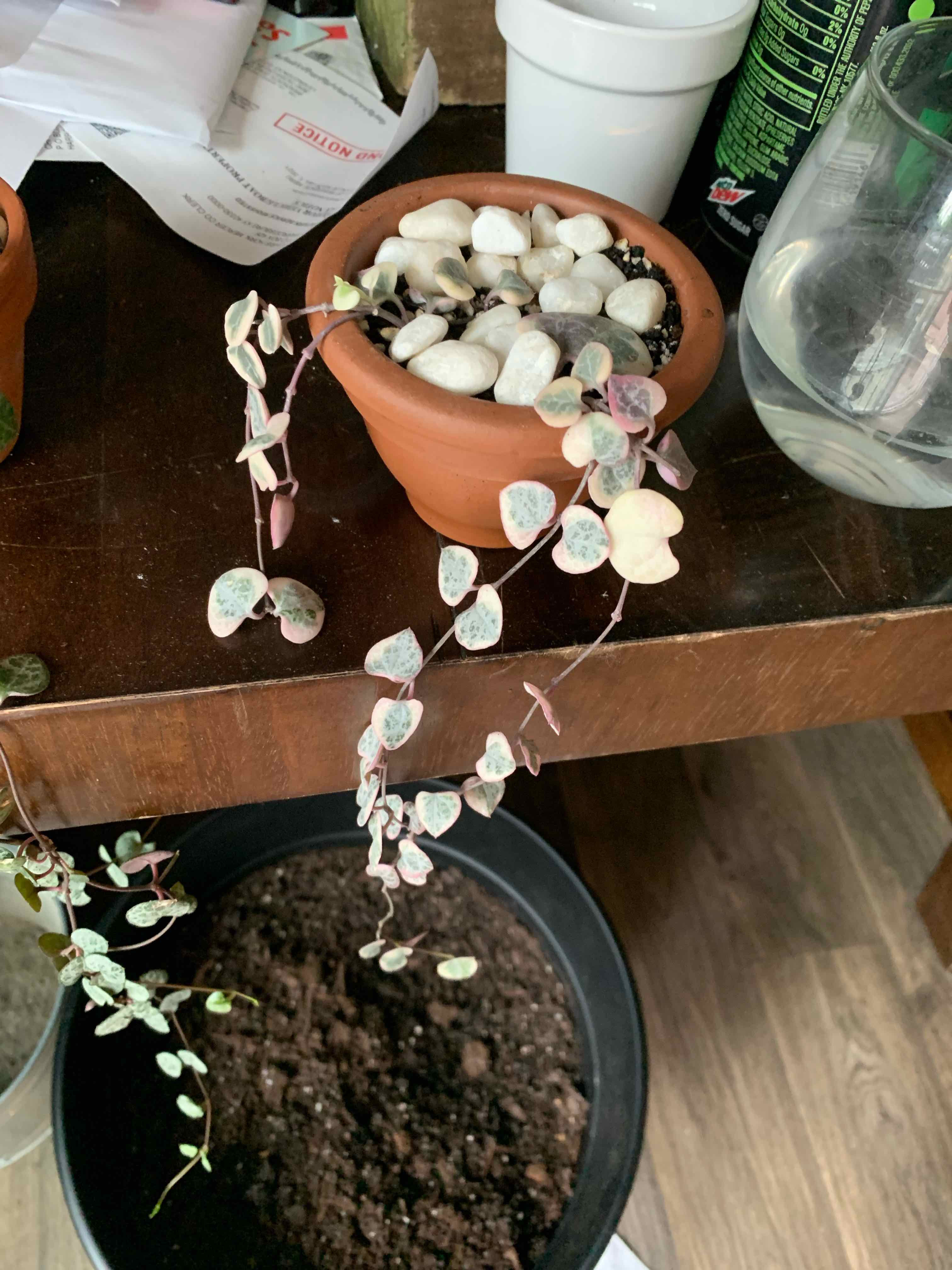 Variegated string of hearts plant in a terracotta pot with white pebbles, another pot with soil in the background.