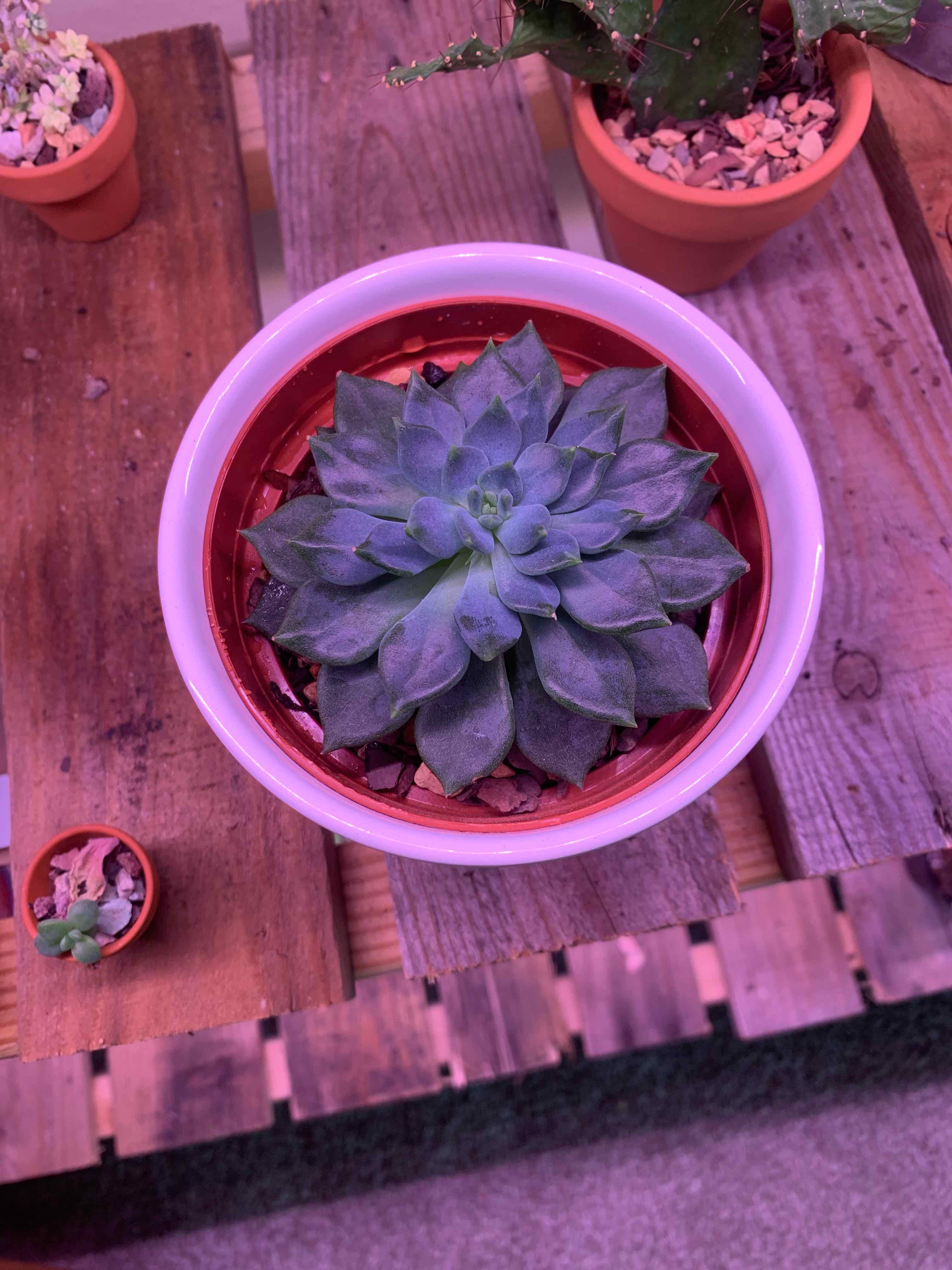 Sedeveria 'Dark Elf' plant in a pot, healthy with no visible issues.