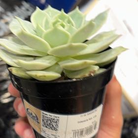 Photo of the plant species Echeveria by @TryGalega45 named Terra on Greg, the plant care app