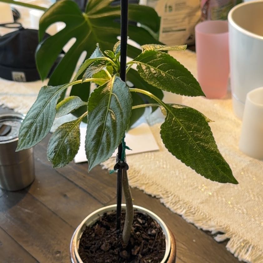Photo of the plant species Parrot Impatiens by @MasterBreadnut named Bodhi on Greg, the plant care app