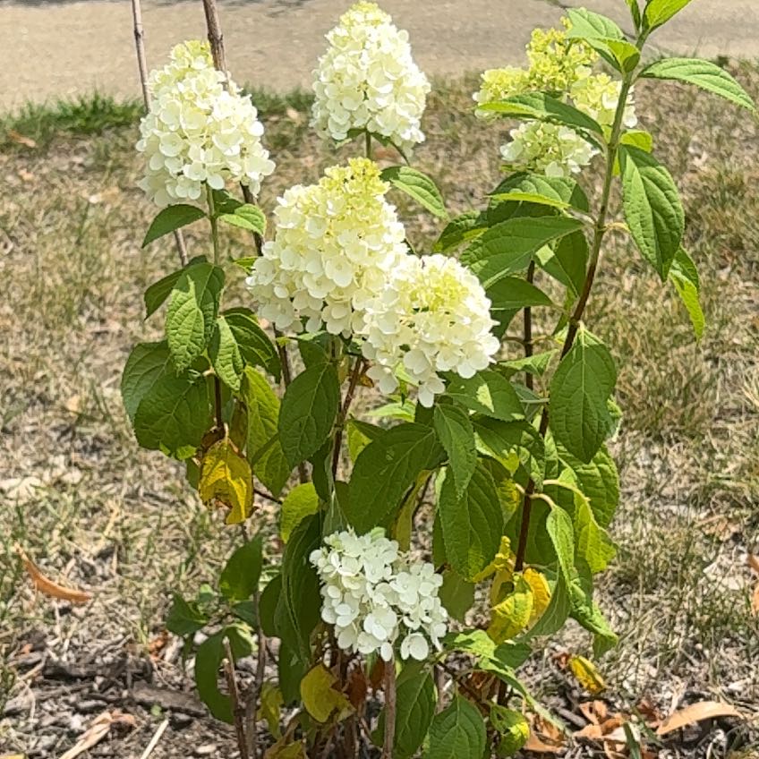 Photo of the plant species Hydrangea Paniculata by @LoyalCacto50 named Scarlett on Greg, the plant care app