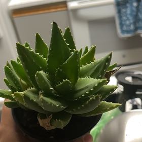 Photo of the plant species Gold Tooth Aloe by @WiseCaucalis96 named Rosa on Greg, the plant care app