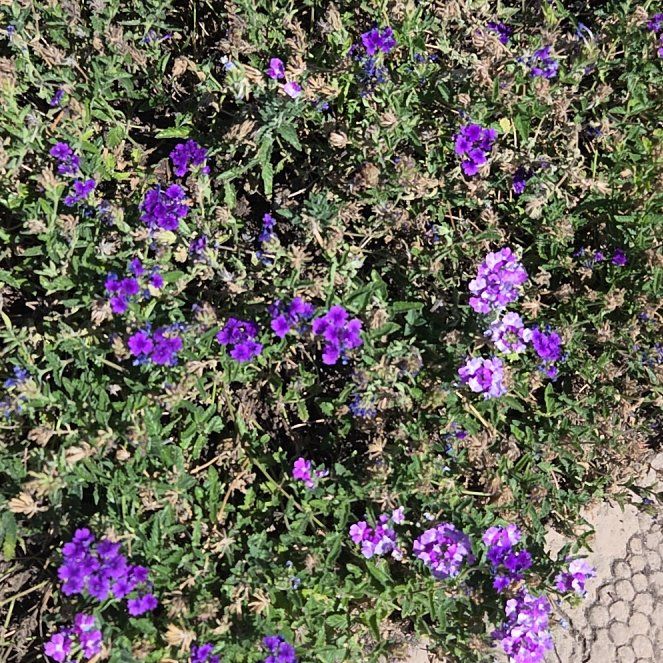 Photo of the plant species Lilacbush by @ProChamomile90 named Bruce Lee on Greg, the plant care app