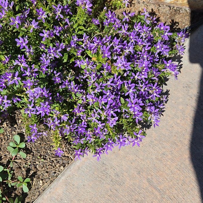 Photo of the plant species Serbian Bellflower by @ProChamomile90 named Winston on Greg, the plant care app