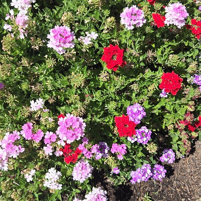 Photo of the plant species Dakota Mock Vervain by @ProChamomile90 named Hemingway on Greg, the plant care app