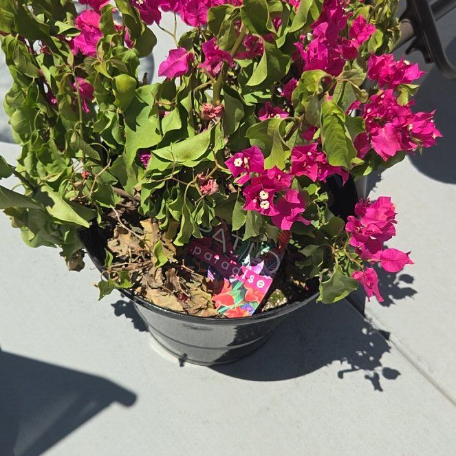 Photo of the plant species Bougainvillea by @ProChamomile90 named LiloStitch on Greg, the plant care app