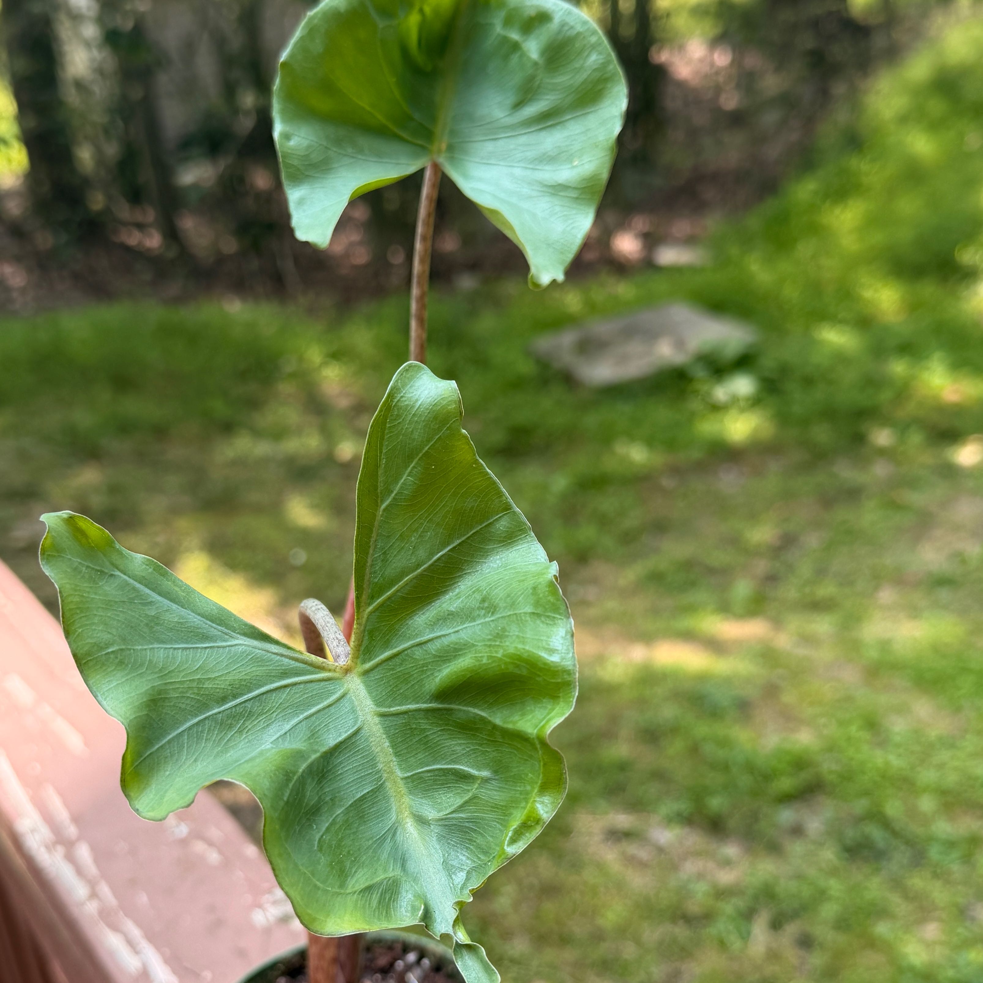 Photo of the plant species Sting Ray by @ProApricot26 named Lebron on Greg, the plant care app