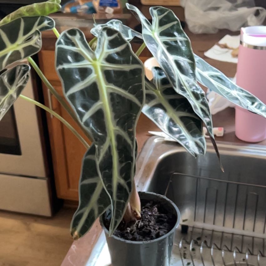 Photo of the plant species Arum Italicum by @DollMastic72 named Sir Plancelot on Greg, the plant care app