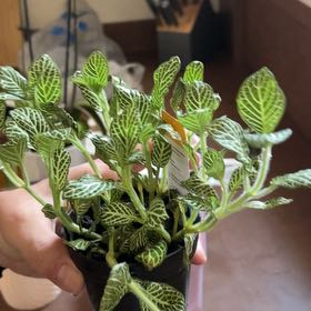 Photo of the plant species Juanita Nerve Plant by @DollMastic72 named Scarlett on Greg, the plant care app