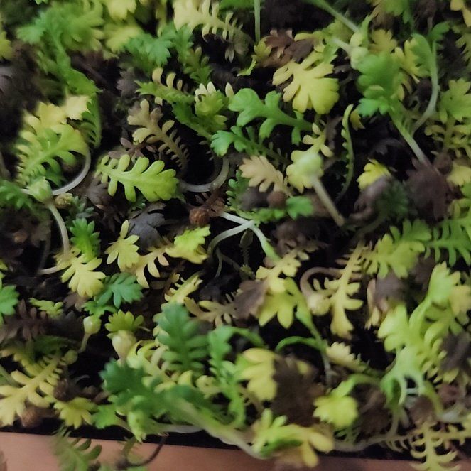 Photo of the plant species Brass Buttons by @DaintyRoussea40 named Spike Leaves on Greg, the plant care app