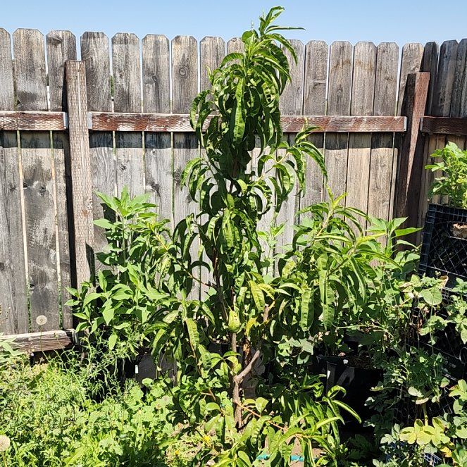 Photo of the plant species Peach Tree by @DaintyRoussea40 named Doja Cat on Greg, the plant care app