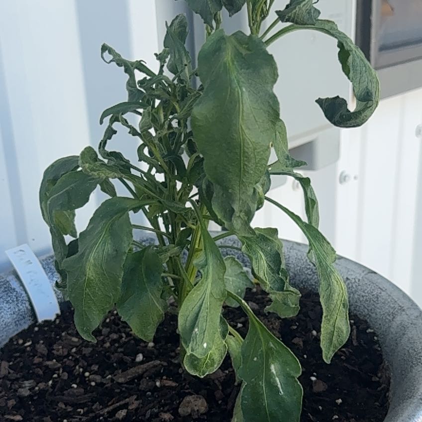 Bell Pepper