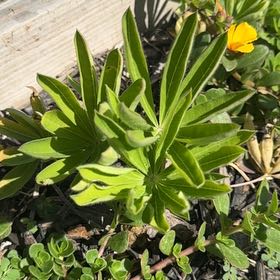 Photo of the plant species Big-Leaved Lupine by @EagerCilantro10 named Lupine on Greg, the plant care app