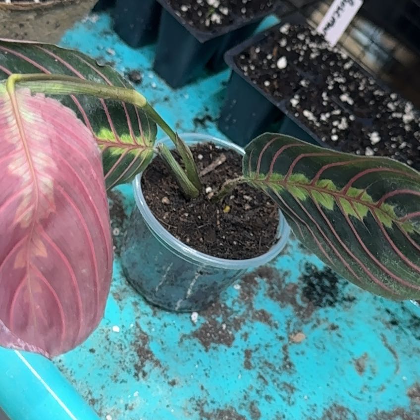 Photo of the plant species Red prayer plant by @EagerCilantro10 named Red Prayer Plant on Greg, the plant care app