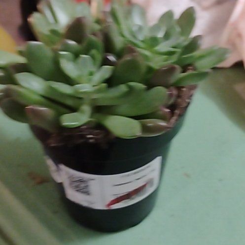 Photo of the plant species Assorted Graptoveria by @NeatAgboy72 named Succulent on Greg, the plant care app