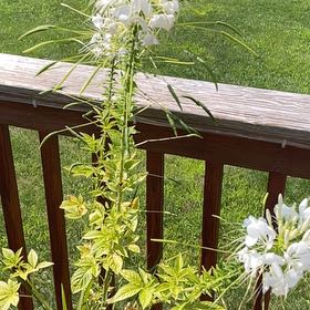 Photo of the plant species Cleome Hassleriana by @TryTricolor88 named da Vinci on Greg, the plant care app