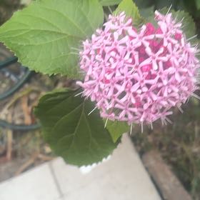 Photo of the plant species Rose Glorybower by @YesDewberry4 named Marley on Greg, the plant care app