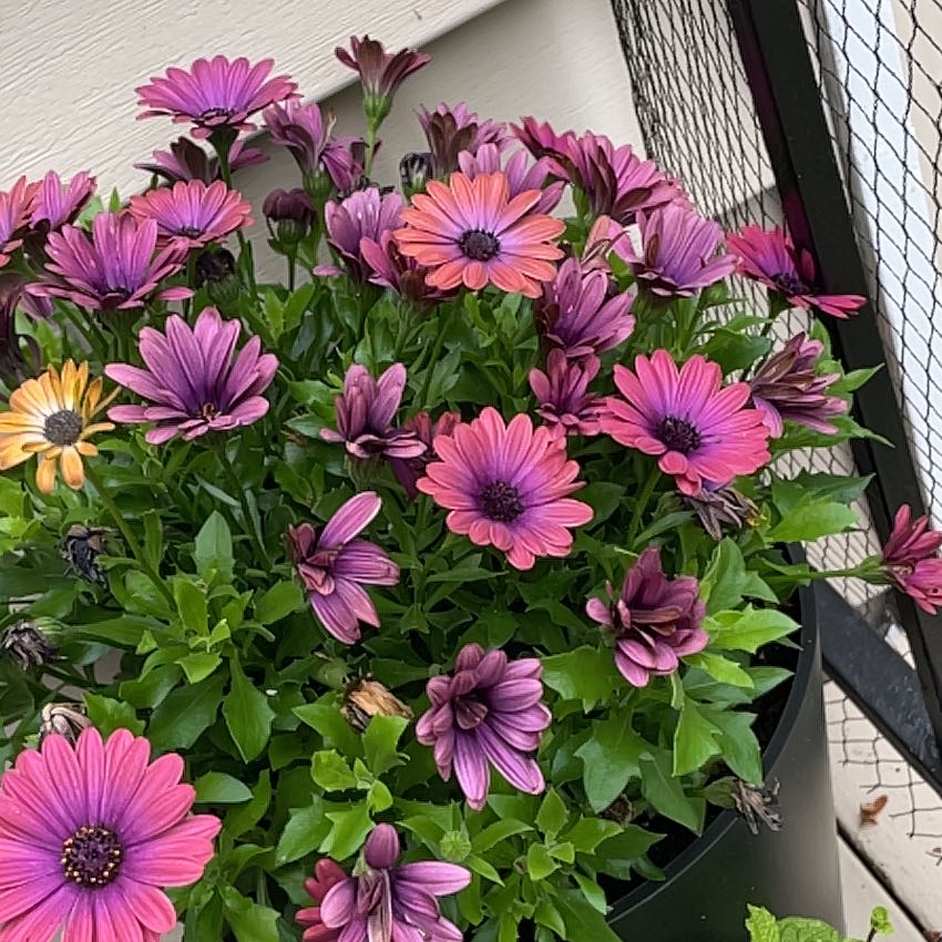 Photo of the plant species African Daisy by @FabLithops75 named Daisy on Greg, the plant care app
