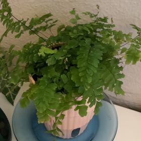 Photo of the plant species Northern Maidenhair Fern by @FabLithops75 named Artemis on Greg, the plant care app