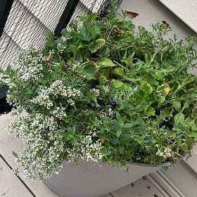 Photo of the plant species Night Sky Petunia by @FabLithops75 named Forrest on Greg, the plant care app