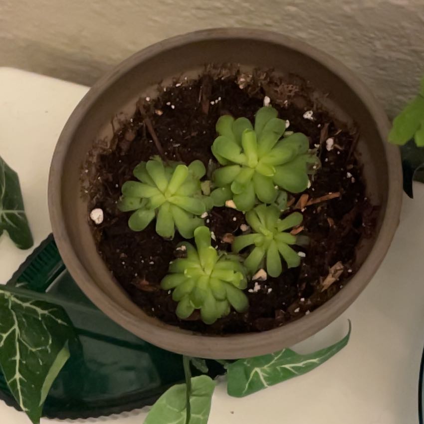 Photo of the plant species Butterwort by @FabLithops75 named Duke on Greg, the plant care app