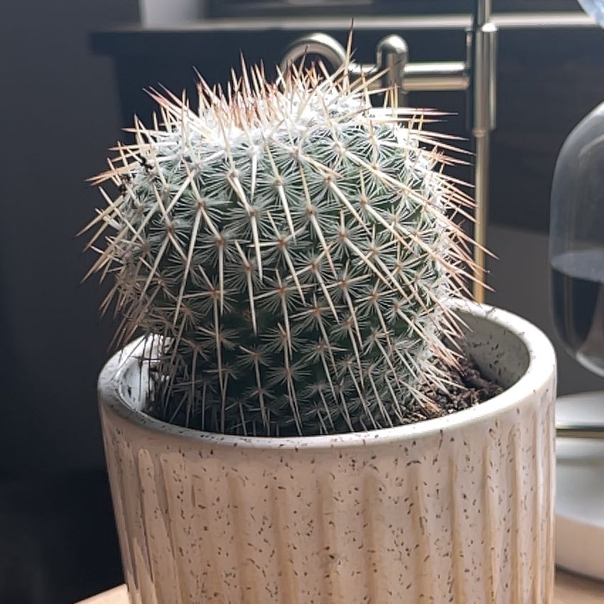 Photo of the plant species Mammillaria albilanata by @coffeepickle named Dill on Greg, the plant care app