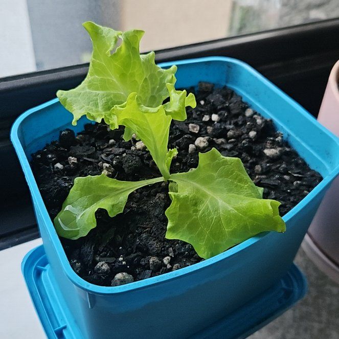 Photo of the plant species Garden Lettuce by @HeadPipevine26 named Alface pote on Greg, the plant care app