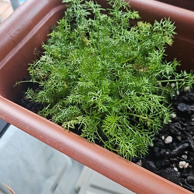 Photo of the plant species Chamomile by @HeadPipevine26 named Camomila on Greg, the plant care app
