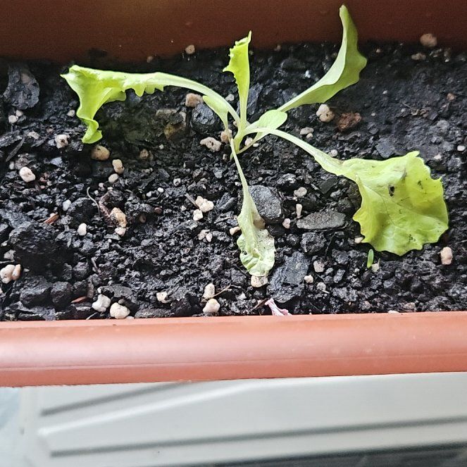 Photo of the plant species Garden Lettuce by @HeadPipevine26 named Alface vaso on Greg, the plant care app