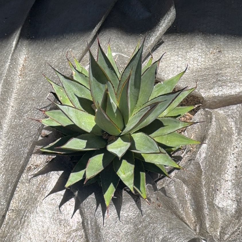 Photo of the plant species Agave Shawii by @SolidTozzia65 named Bieber on Greg, the plant care app
