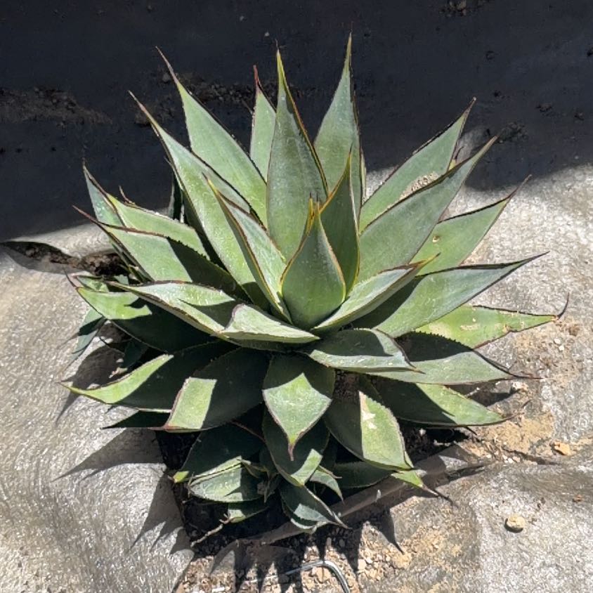 Photo of the plant species Agave Shawii by @SolidTozzia65 named Sanders on Greg, the plant care app