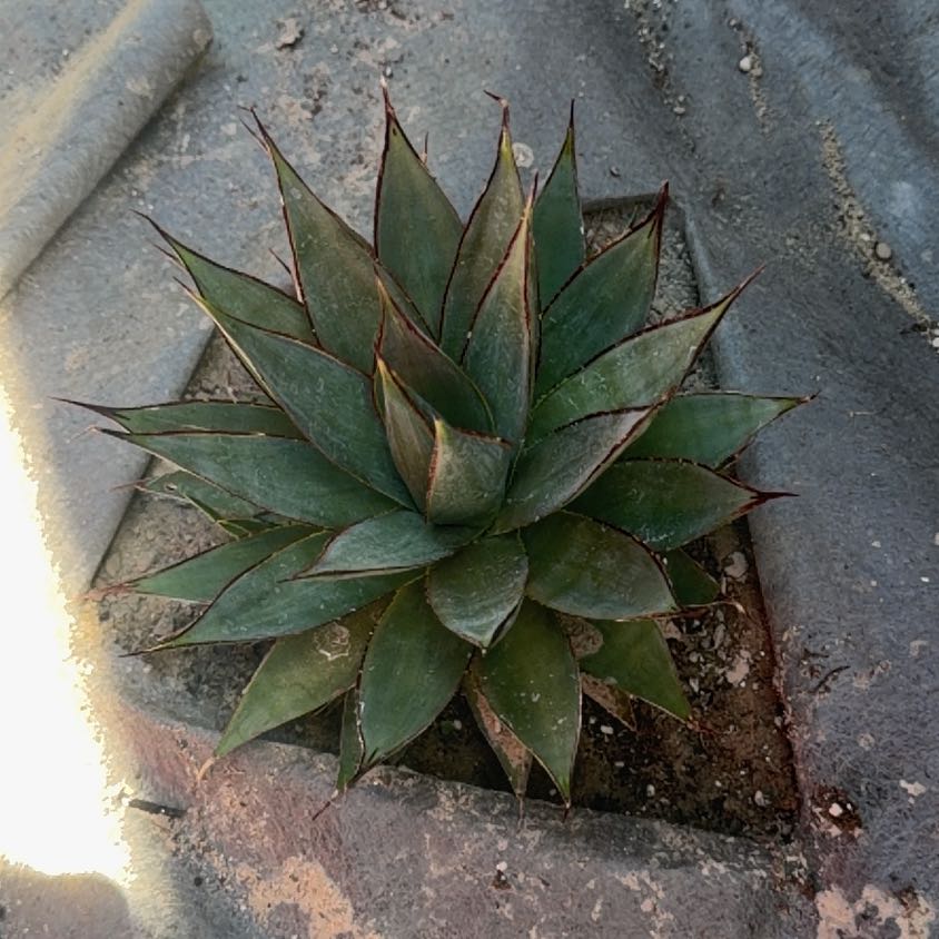 Photo of the plant species Agave Shawii by @SolidTozzia65 named Maya on Greg, the plant care app